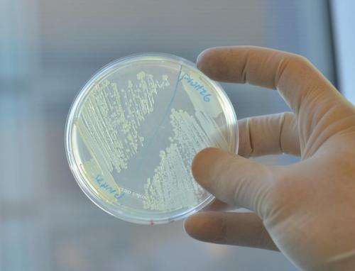 Scientists notch a win in war against antibiotic-resistant bacteria
