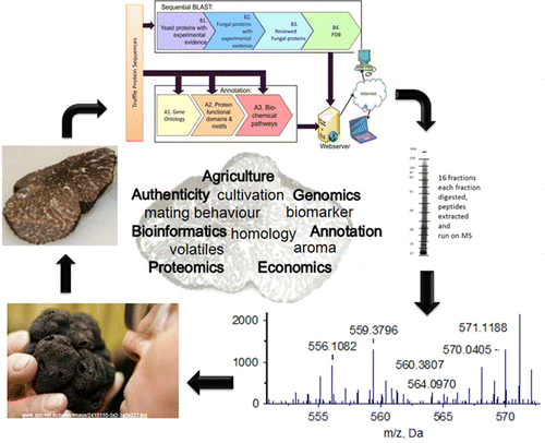 Scientists unearth secrets of Perigord truffles, the culinary 'black diamond'
