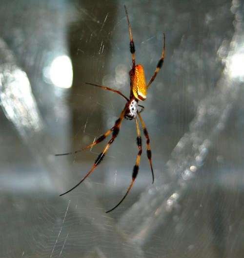 Scientists unravel mysteries of spider silk