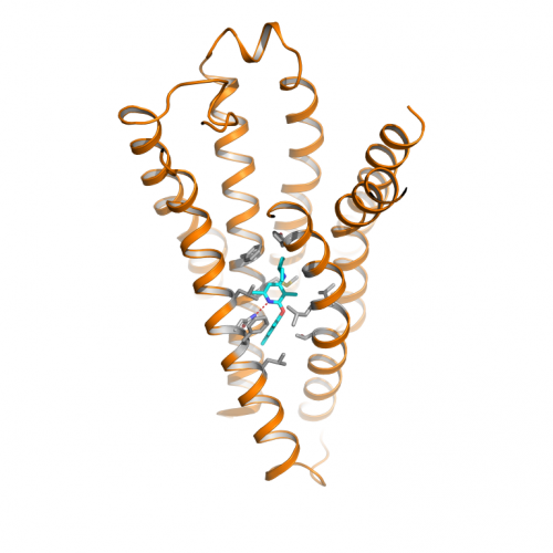 Scientists unlock structure of elusive ‘stress’ protein