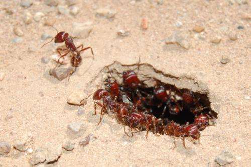 Scientist uncovers the reproductive workings of a harvester ant dynasty