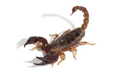 Scorpions take sting out of pain