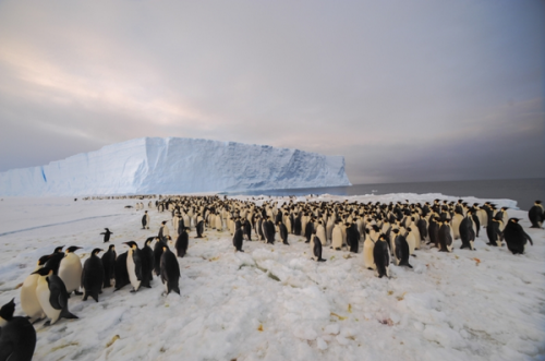 First Contact: Emperor penguin colony receives first ever human visitors