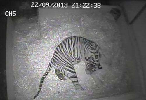 Screengrab released by ZSL London from a video taken by a hidden camera at London Zoo on September 22, 2013 shows five-year-old 