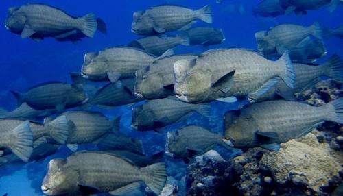 Scripps leads first global snapshot of key coral reef fishes