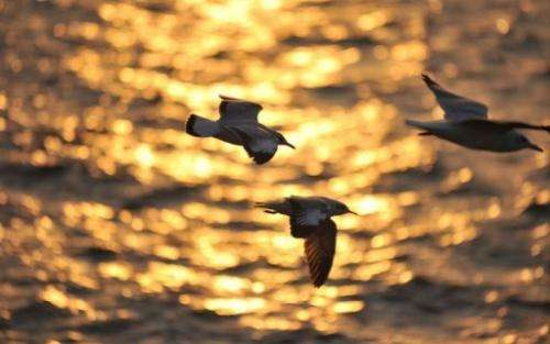 Seagulls fly over the Arabian Sea during sunset, in Mumbai on December 20, 2010