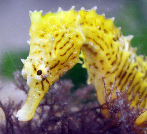 Seahorse heads have a 'no wake zone' that's made for catching prey