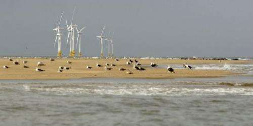 Seals rest near Scroby Sands wind farm off the coast of Norfolk, England, on August 27, 2008