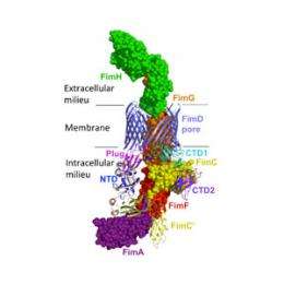 Search for new antibiotics advanced by discovery of key processes within bacterial protein