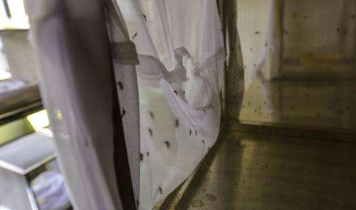 Second door discovered in war against mosquito-borne diseases
