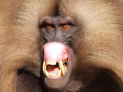 Secret rendezvous: Geladas conceal monkeying around from leader males