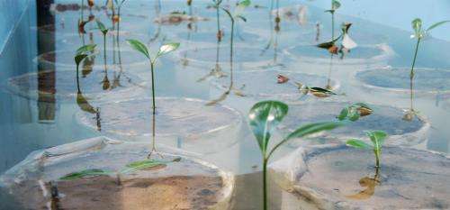Better protection for mangroves with models for successful seedling establishment