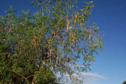 Seeds from Moringa oleifera trees used to purify water