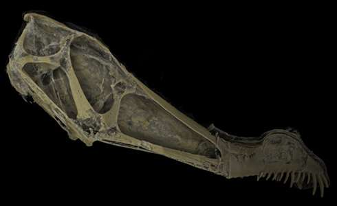 Seeing inside a pterosaur skull