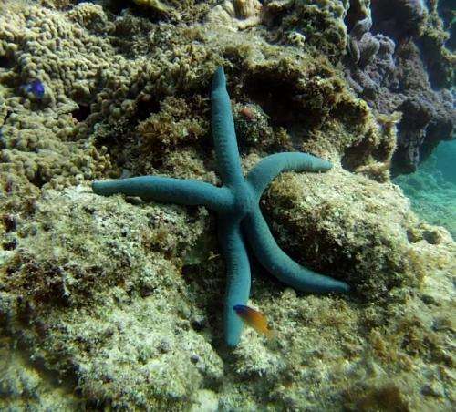 Seeing starfish: The missing link in eye evolution?