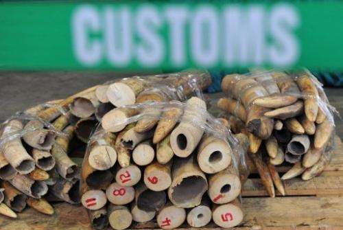 Seized ivory tusks are displayed at a Hong Kong Customs press conference on January 4, 2013
