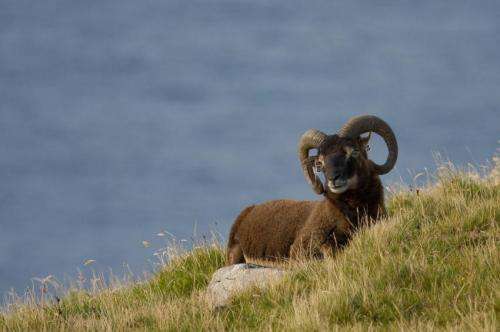 Researchers unlock genetic twist in differences in horn size with sheep