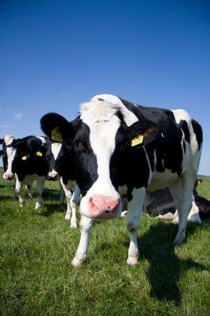 Selective breeding and diet changes could produce low methane cows