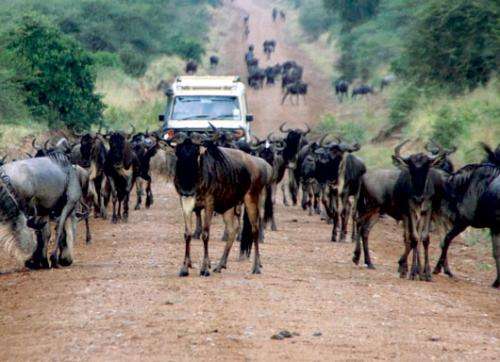 Serengeti's animals under pressure