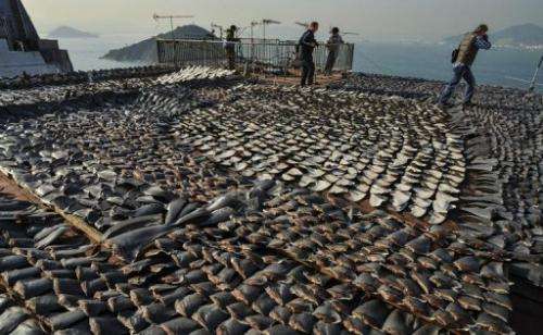 Shark fins drying in the sun cover the roof of a factory building in Hong Kong on  January 2, 2013