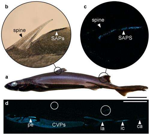 Shark found to have bioluminescence on both dorsal spine and belly