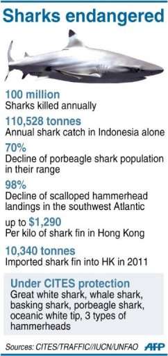 Sharks endangered