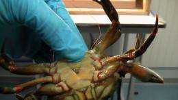 'Shell-shocked' crabs can feel pain