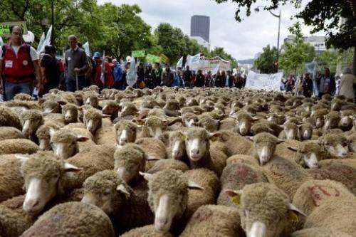 Shepherds take part in a rally in Paris on June 23, 2013 organized by two main farmers unions