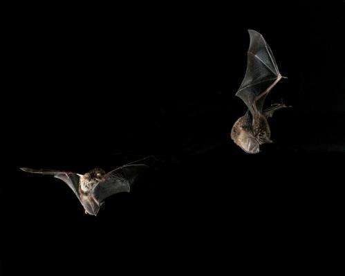 Shifts in physiological mechanisms let male bats balance the need to feed and the urge to breed