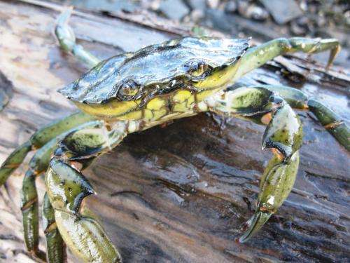 Ship noise impairs feeding and heightens predation risk for crabs