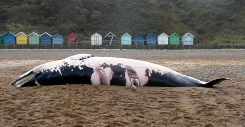 Ship strike kills two whales in Norfolk waters