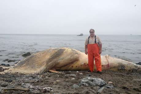 Shoals tells whale tale with beached minke