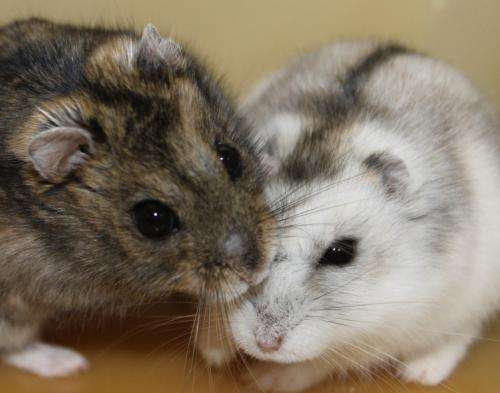 Siberian hamsters show what helps make seasonal clocks tick
