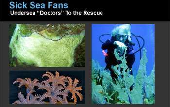 Sick Sea Fans: Undersea "Doctors" to the Rescue