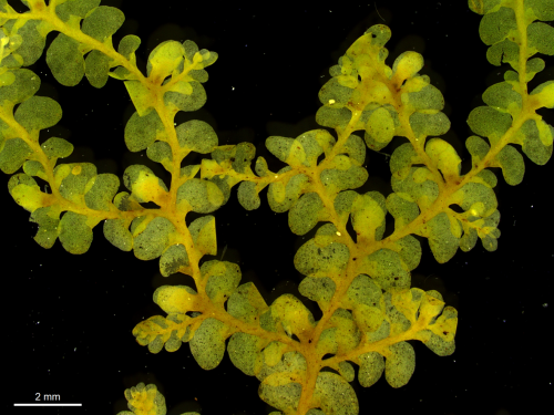 Simple plants aren't always easy: Revision of the liverwort Radula buccinifera complex