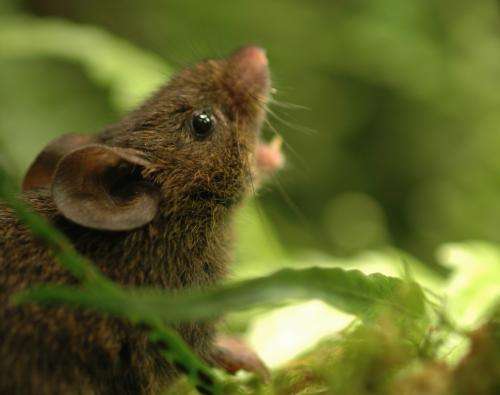 Singing mice protect their turf with high-pitched tunes