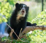 Sloth bear cub debuts at the Smithsonian’s National Zoo