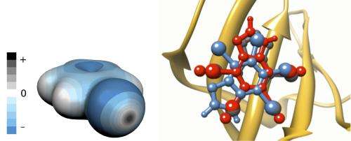 Small change for a big improvement: Halogen bonds and drug discovery