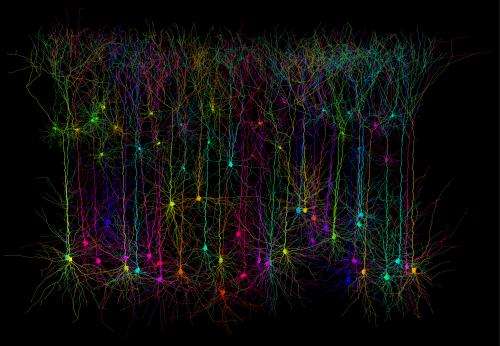 Smart neurons: Single neuronal dendrites can perform computations