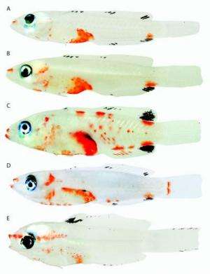 Smithsonian finds color patterns in fish larvae may reveal relationships among species