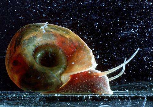 Snail fever expected to decline in Africa due to climate change
