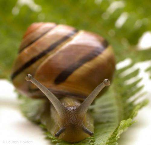 Snail genetic tracks reveal ancient human migration