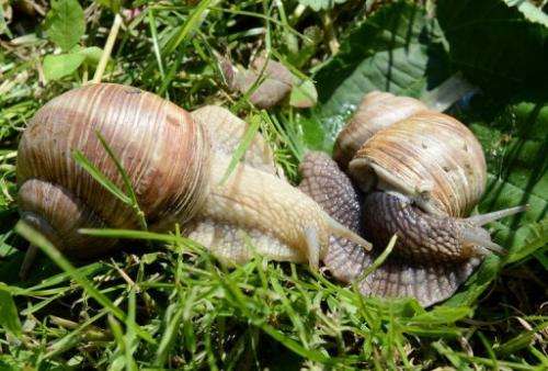 Snails at the &quot;Snail Garden&quot; farm in Krasin, northern Poland, on May 29, 2013