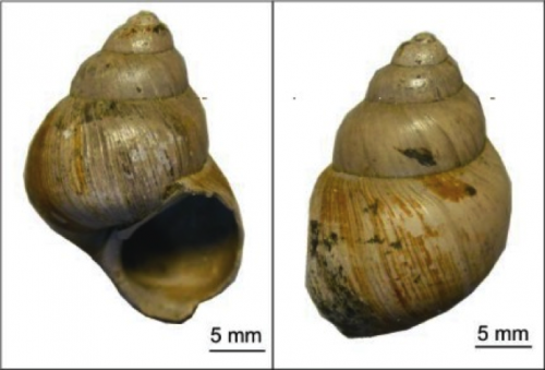 Snail tale: Fossil shells and new geochemical technique provide clues to ancient climate cooling