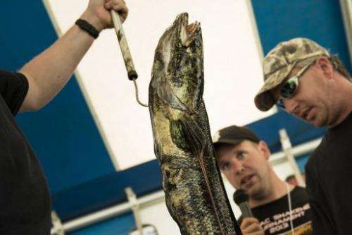 Snakehead fish are weighed in during the Potomac Snakehead Tournament in Marbury, Maryland, on June 30, 2013