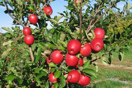 SnapDragon and RubyFrost are new apple varieties