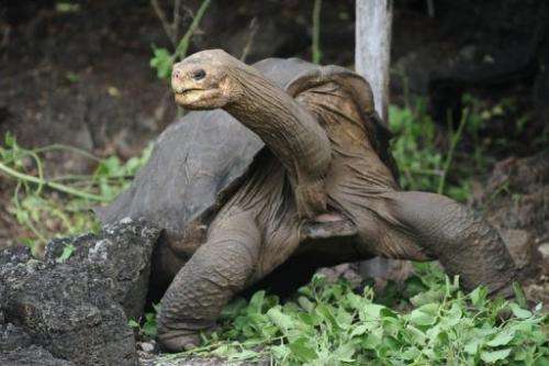 So-called Lonesome George walks around Galapagos National Park's breeding centre on April 19, 2012