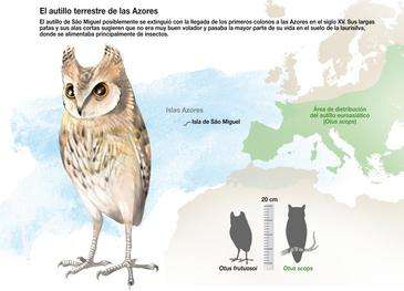 São Miguel scops owl was wiped out by man’s arrival in the Azores, researchers find