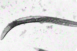 Worm Offers Clues to Obesity