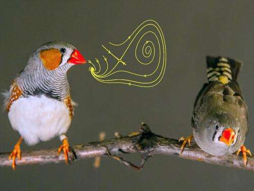 Songbirds' brains coordinate singing with intricate timing, study reports